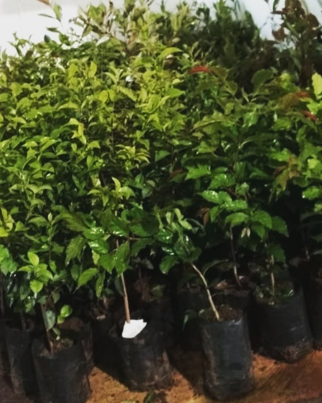 Ecobem Santa Cruz do Sul - Ecolog Serviços Ambientais